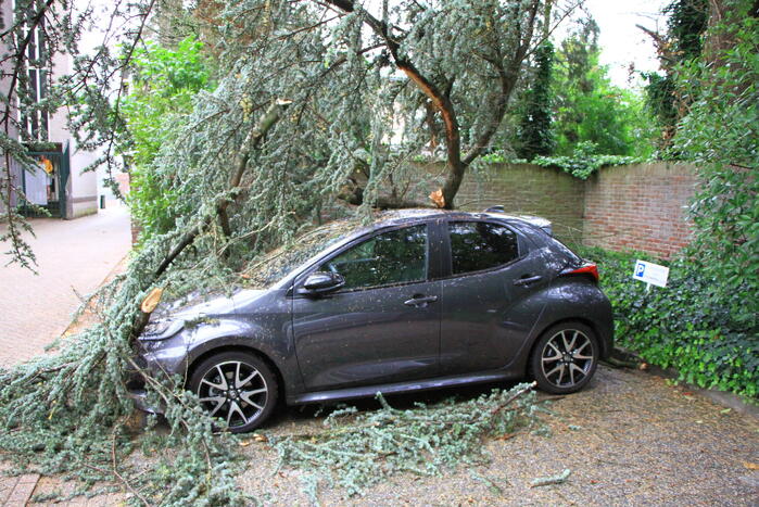 Enorme tak valt op geparkeerde auto