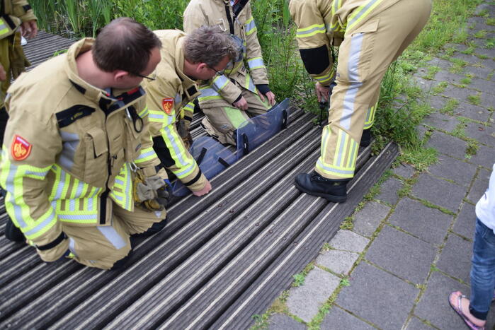 Eendjes herenigd met moeder eend