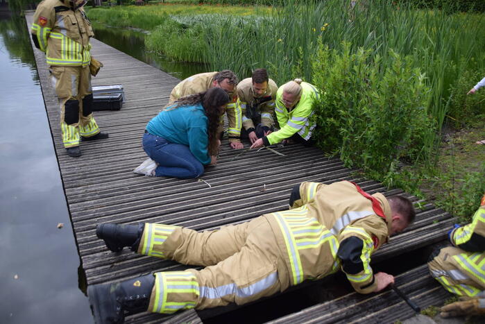 Eendjes herenigd met moeder eend