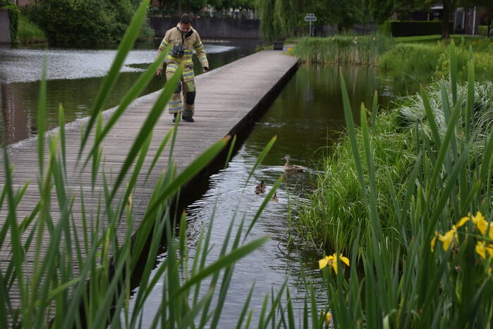 Eendjes herenigd met moeder eend