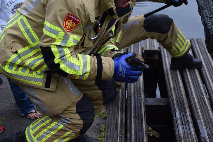 Eendjes herenigd met moeder eend