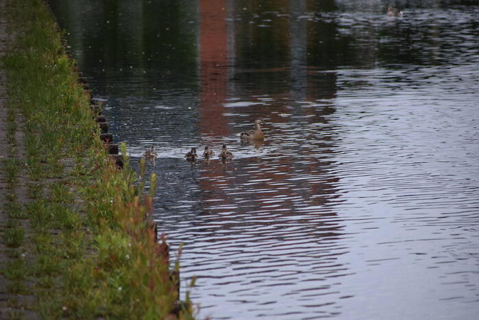 Eendjes herenigd met moeder eend