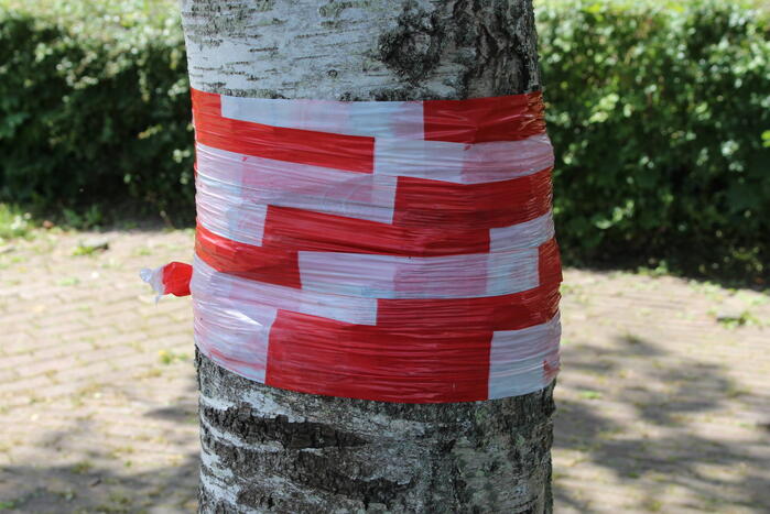 Meerdere bomen vernield