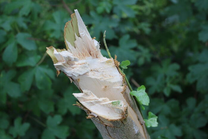 Meerdere bomen vernield