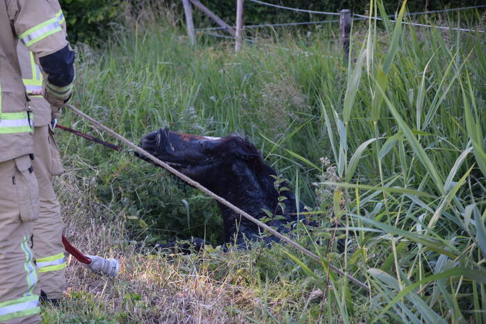 Brandweer redt paard uit de sloot