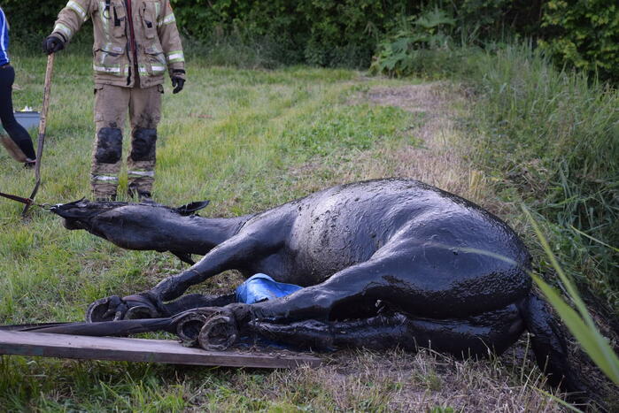 Brandweer redt paard uit de sloot