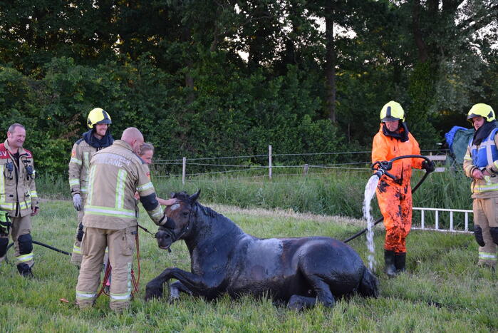 Brandweer redt paard uit de sloot