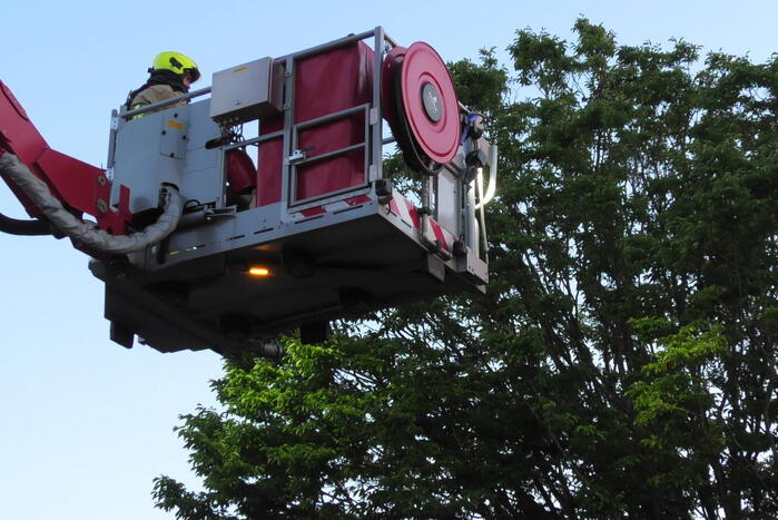 Brandweer redt kraai uit boom