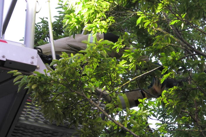 Brandweer redt kraai uit boom