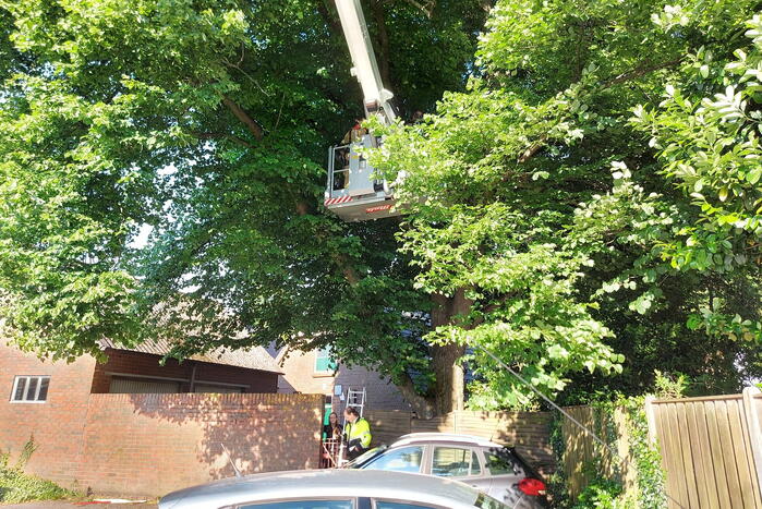 Kat door brandweermannen uit boom gehaald