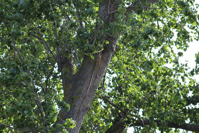 Afgebroken tak dreigt op weg te vallen