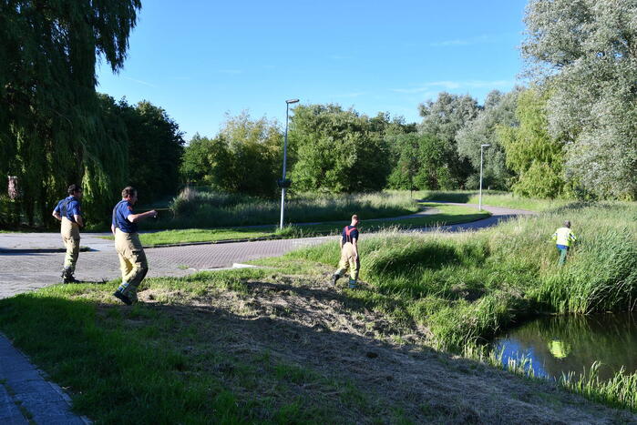 Zwaan raakt verstrikt in visdraad met dobber