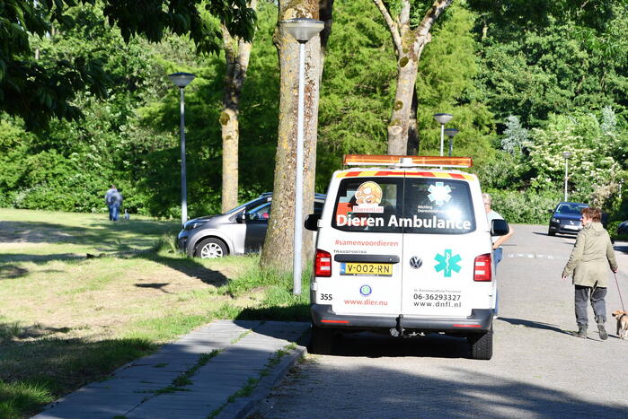 Zwaan raakt verstrikt in visdraad met dobber