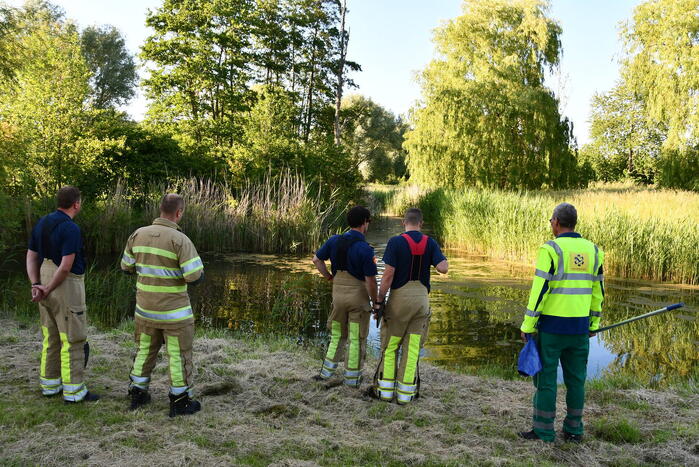 Zwaan raakt verstrikt in visdraad met dobber
