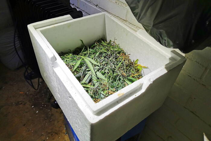 Politie ontdekt hennepplanten in kelder van woningen