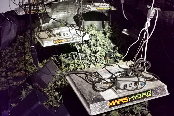 Politie ontdekt hennepplanten in kelder van woningen