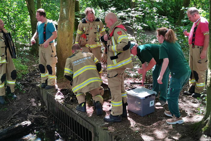 Baby eendjes uit een put gevist