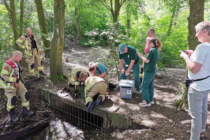 Baby eendjes uit een put gevist