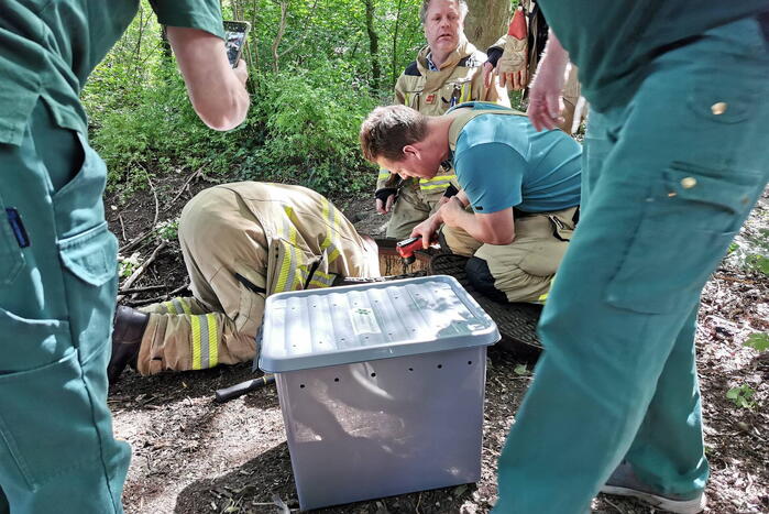 Baby eendjes uit een put gevist