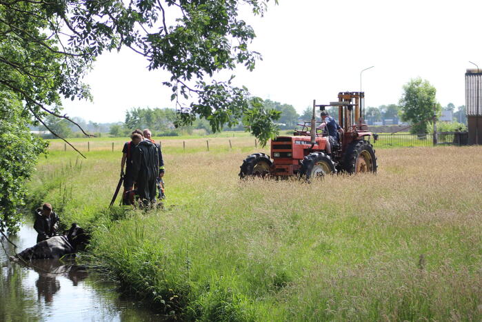 Een te water geraakte koe uit het water gehaald
