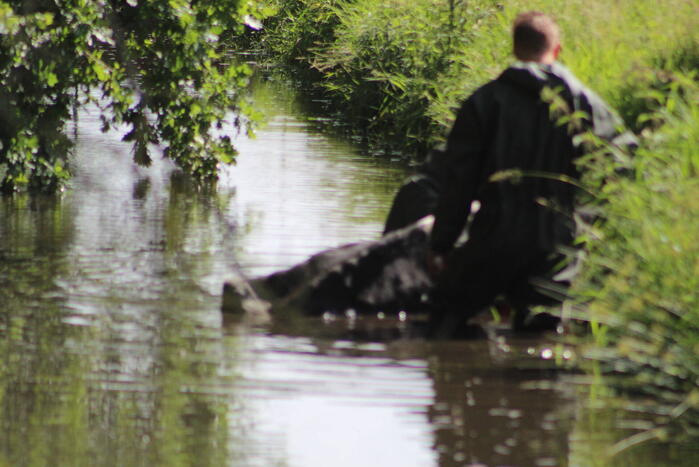 Een te water geraakte koe uit het water gehaald