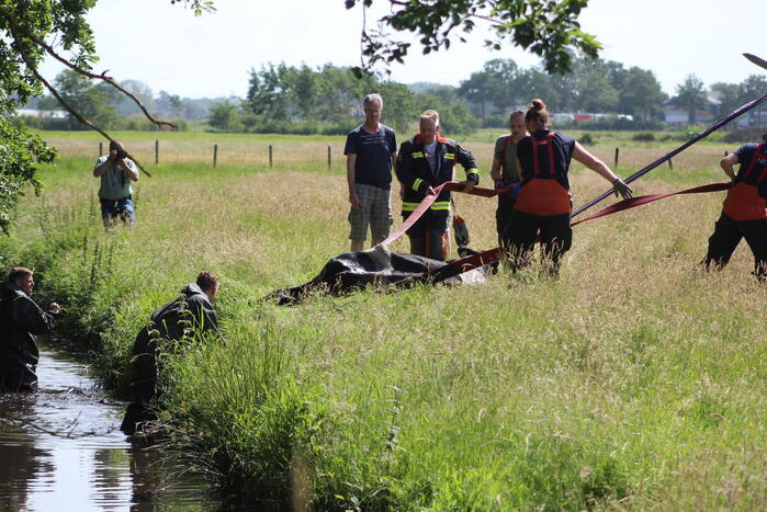 Een te water geraakte koe uit het water gehaald
