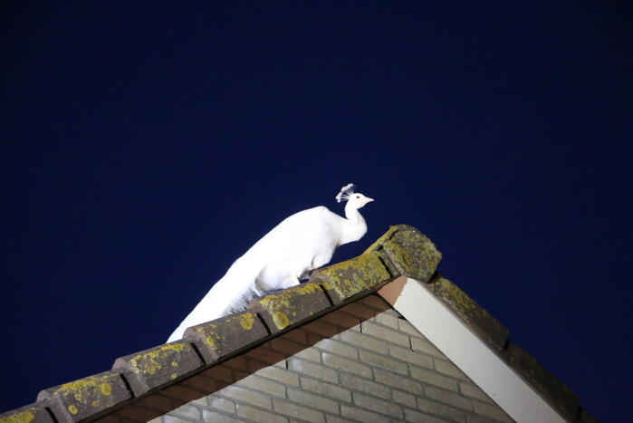 Pauw zoekt het hoger op en zit vast op het dak