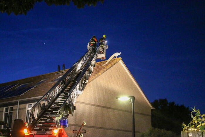 Pauw zoekt het hoger op en zit vast op het dak