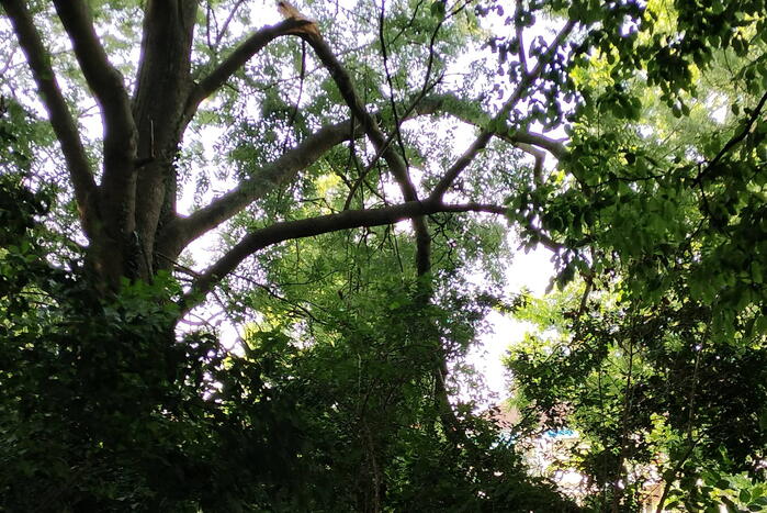 Brandweermannen verwijderen gevaarlijk hangende tak