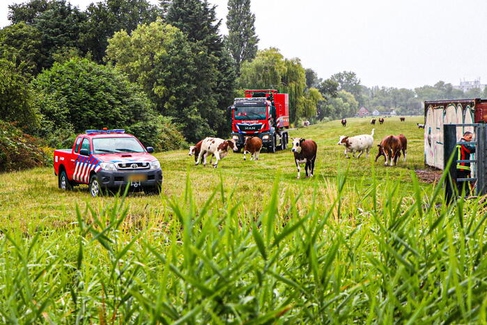 Paard met kraan uit sloot getakeld