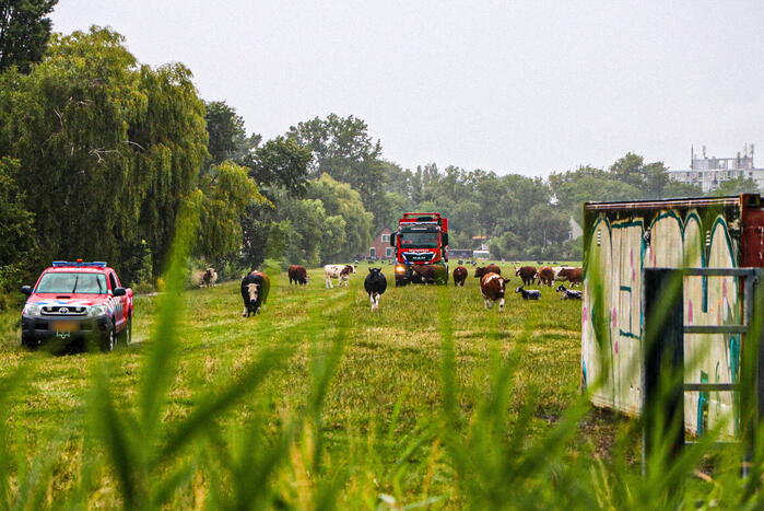 Paard met kraan uit sloot getakeld