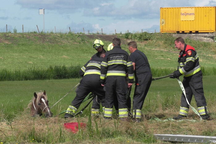 Paard vast in sloot