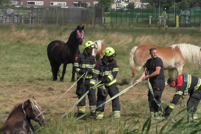 Paard vast in sloot