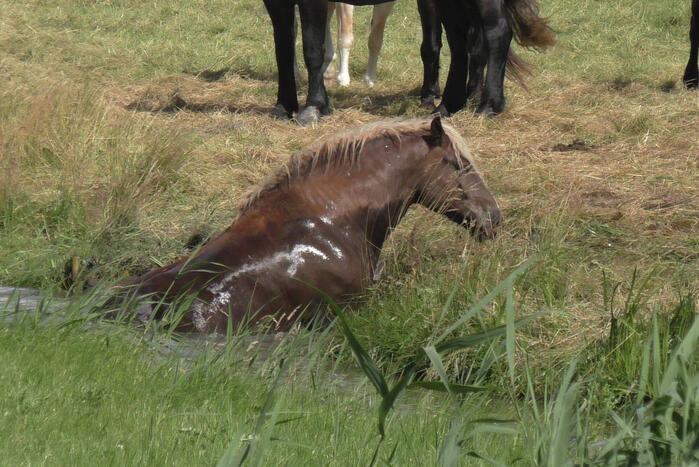 Paard vast in sloot