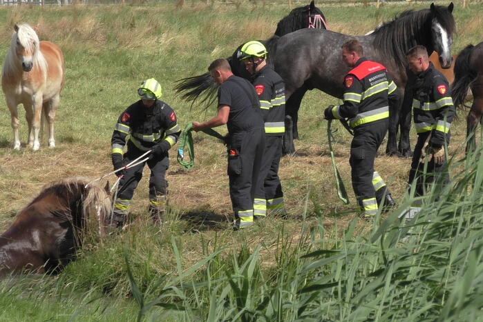 Paard vast in sloot