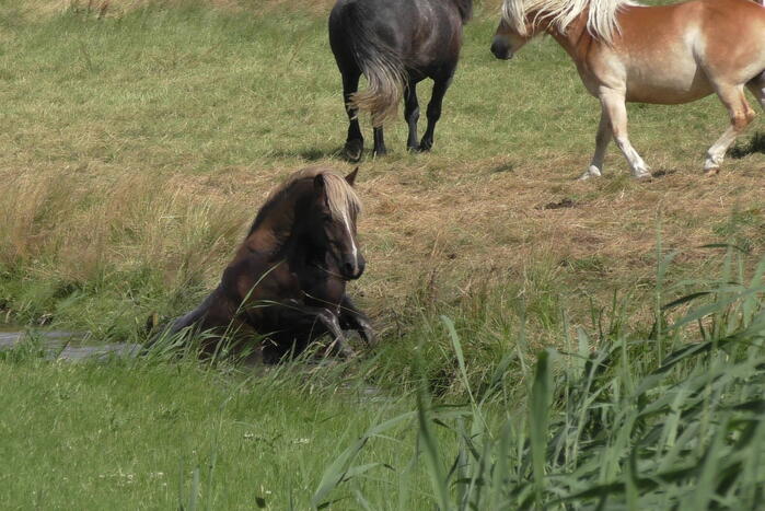 Paard vast in sloot