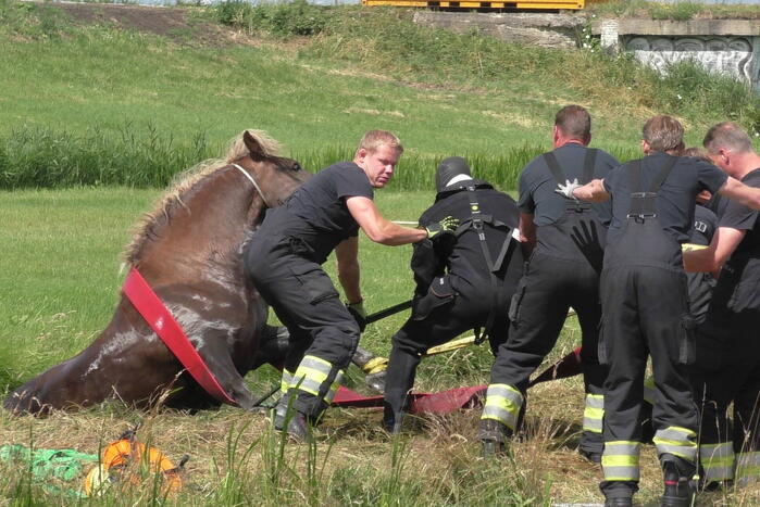 Paard vast in sloot