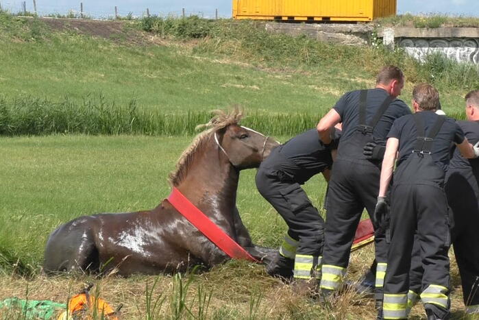 Paard vast in sloot