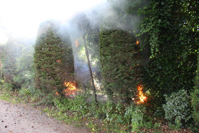 Coniferenhaag in brand door vuurwerk