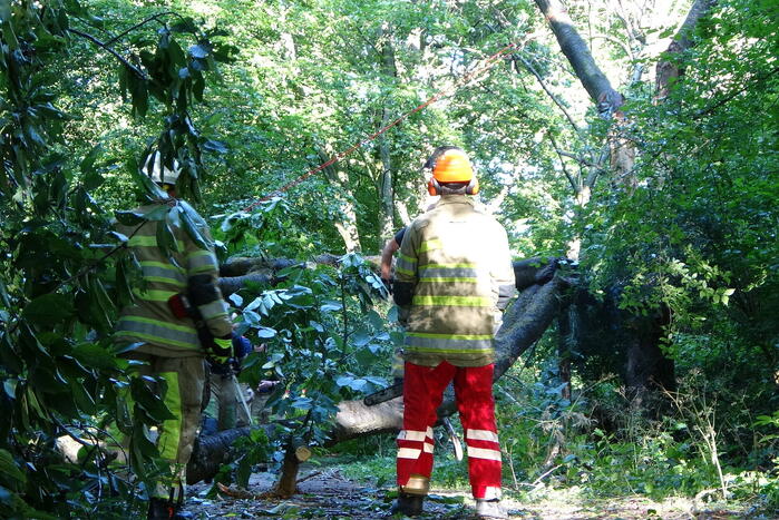 Grote boom dreigt over voetpad te vallen