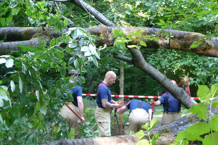 Grote boom dreigt over voetpad te vallen