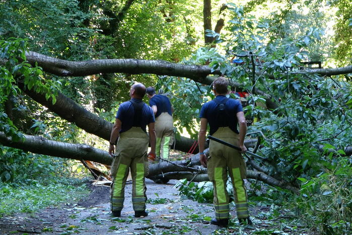 Grote boom dreigt over voetpad te vallen