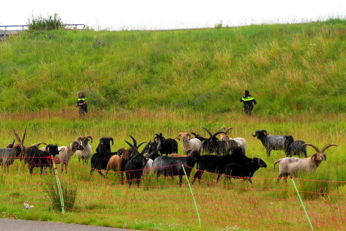 Kudde schapen langs de snelweg uitgebroken