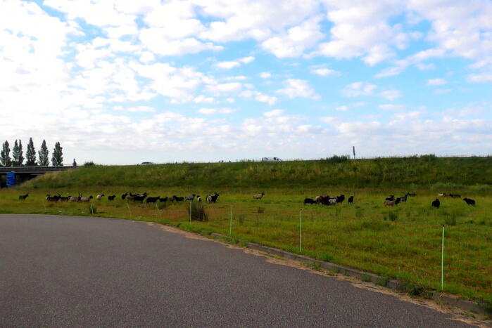 Kudde schapen langs de snelweg uitgebroken