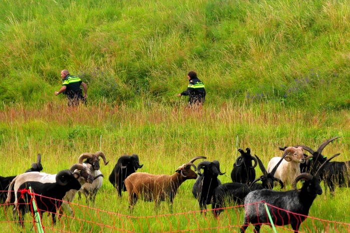 Kudde schapen langs de snelweg uitgebroken