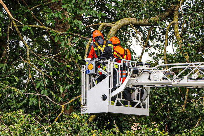 Grote tak van boom afgebroken over voetpad