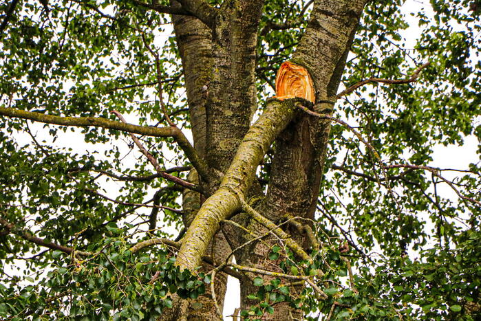 Grote tak van boom afgebroken over voetpad