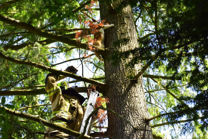 Kat Sam kiest hazenpad na reddingsactie