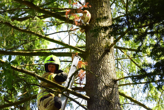 Kat Sam kiest hazenpad na reddingsactie