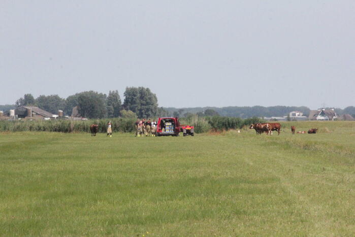 Brandweer redt twee koeien uit de sloot